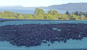 Drying Maquis homeopathy