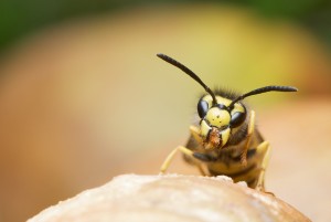 wasp anxiety herpes Healthy Homeopathy