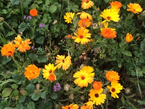 5. Calendulas