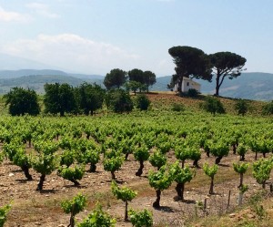 6 Vineyards Heading into Villafranca